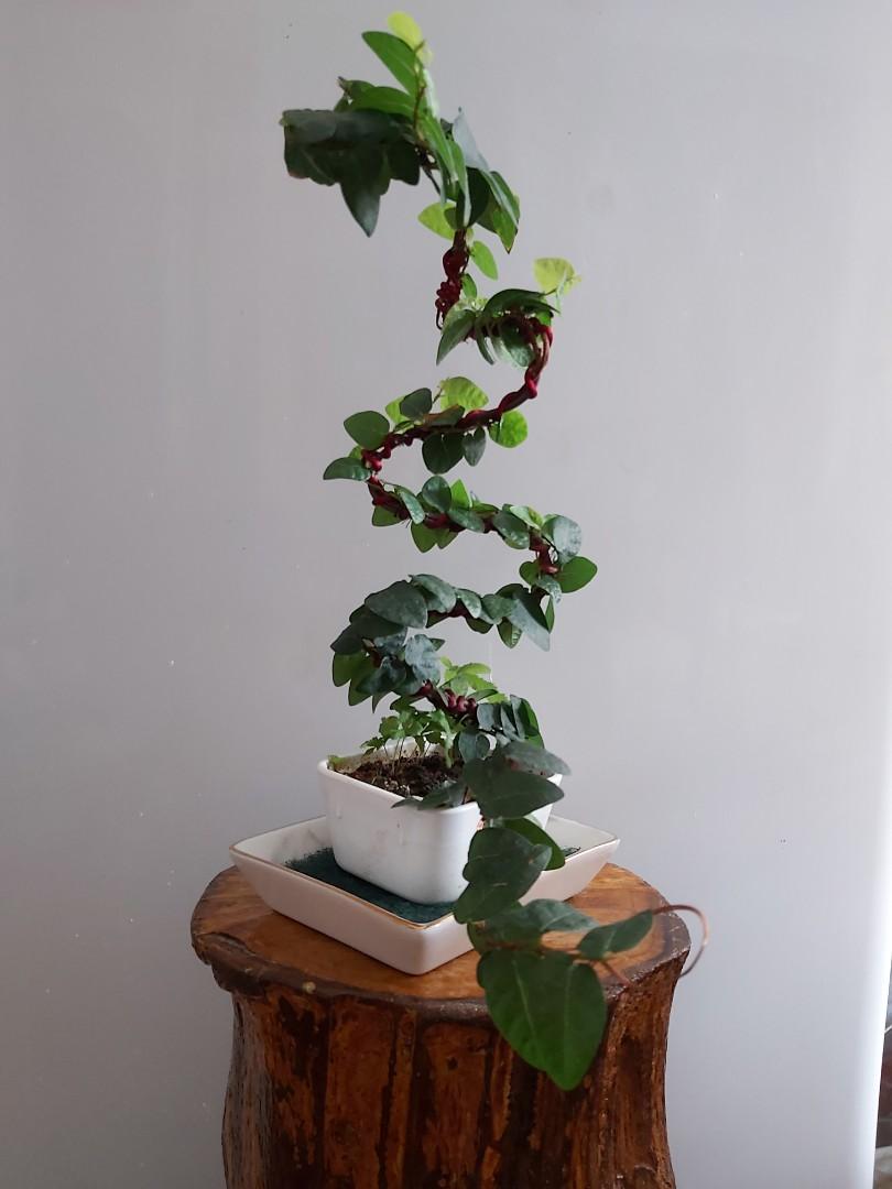 壁榕盆栽 Wall Ficus 龍飛鳳舞 傢俬 家居 園藝 盆栽 Carousell