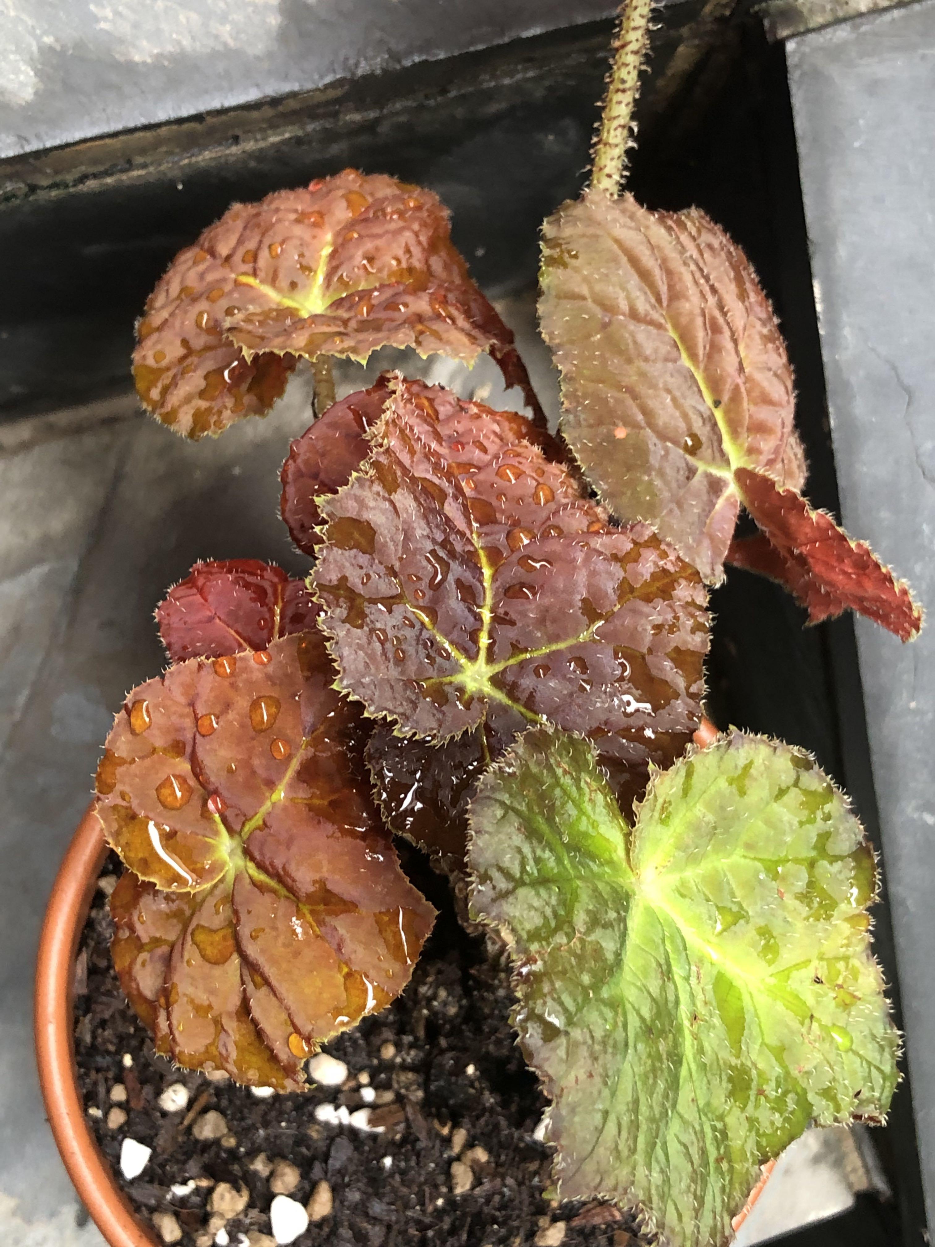 Begonia Autumn Ember Furniture Home Living Gardening Plants Seeds On Carousell