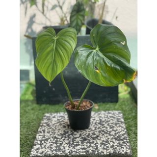 (Category: ) located in . Submitted by sprouts.and.soils (Listing ID 1099233073, Image 1). Description: .