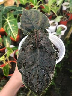 (Category: ) located in . Submitted by la.plant.e (Listing ID 1099300588, Image 1). Description: .