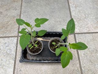 (Category: ) located in . Submitted by simplyseeds (Listing ID 1099320947, Image 1). Description: .