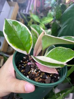 (Category: ) located in . Submitted by plant.botany (Listing ID 1099370038, Image 1). Description: .