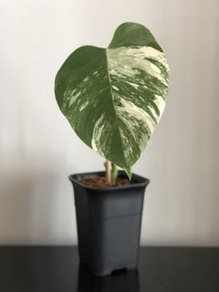 （分類：）位於 。 由 wildlifeinnit 提交（商品編號 1099328081，圖片 1）。簡介： 。
