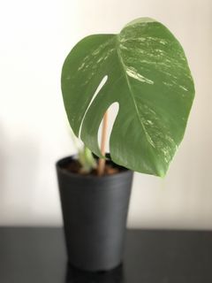 （分類：）位於 。 由 wildlifeinnit 提交（商品編號 1099329288，圖片 1）。簡介： 。