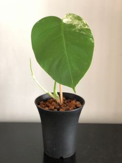 （分類：）位於 。 由 wildlifeinnit 提交（商品編號 1099329954，圖片 1）。簡介： 。