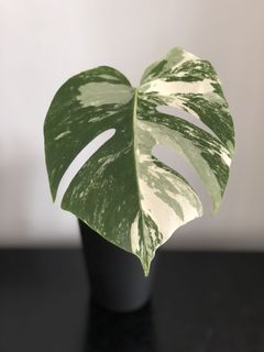 （分類：）位於 。 由 wildlifeinnit 提交（商品編號 1099330586，圖片 1）。簡介： 。