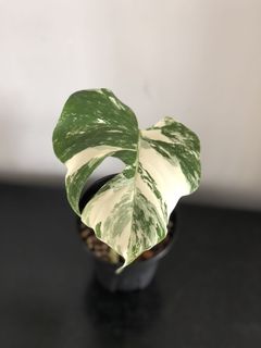 （分類：）位於 。 由 wildlifeinnit 提交（商品編號 1099331561，圖片 1）。簡介： 。