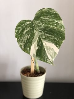 （分類：）位於 。 由 wildlifeinnit 提交（商品編號 1099332952，圖片 1）。簡介： 。