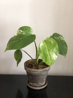 （分類：）位於 。 由 wildlifeinnit 提交（商品編號 1099334045，圖片 1）。簡介： 。
