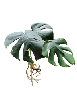 (Category: ) located in . Submitted by plainmarket (Listing ID 1099324805, Image 1). Description: .