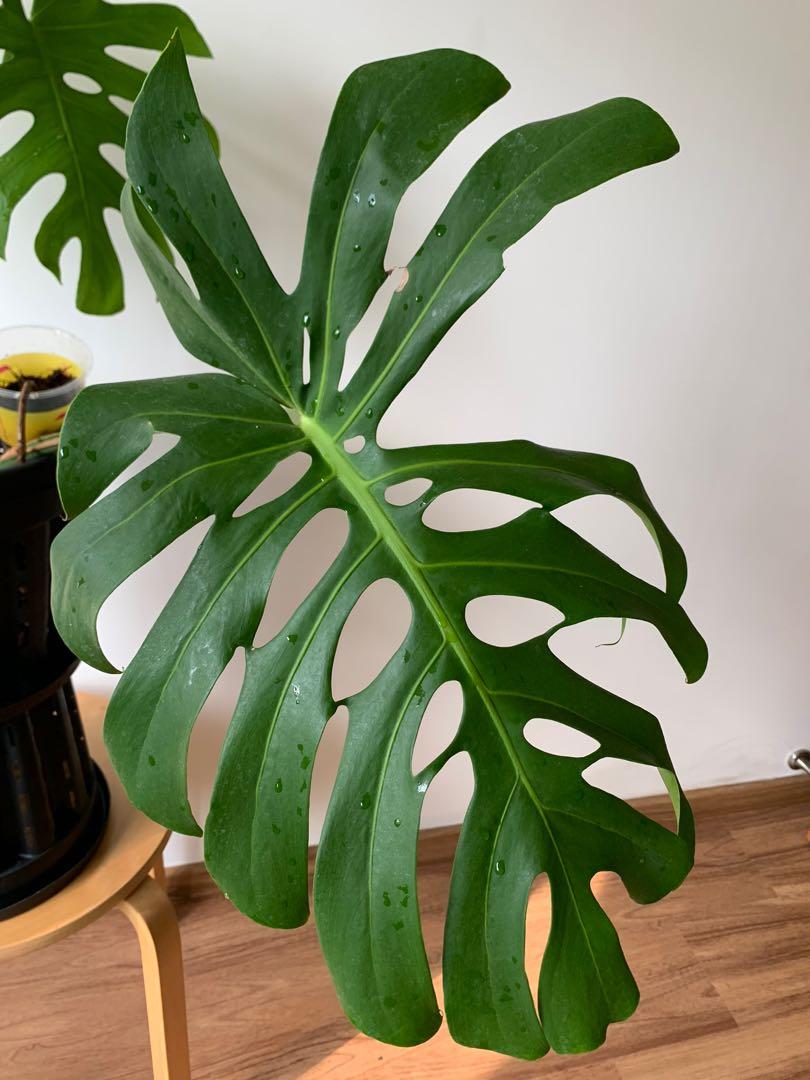 Monstera Deliciosa Brazilian Common Form, Furniture & Home Living ...