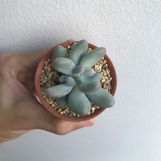 (Category: ) located in . Submitted by geminiplants (Listing ID 1099314889, Image 1). Description: .