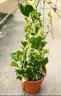 (Category: ) located in . Submitted by urban.cultivar (Listing ID 1099498625, Image 1). Description: .