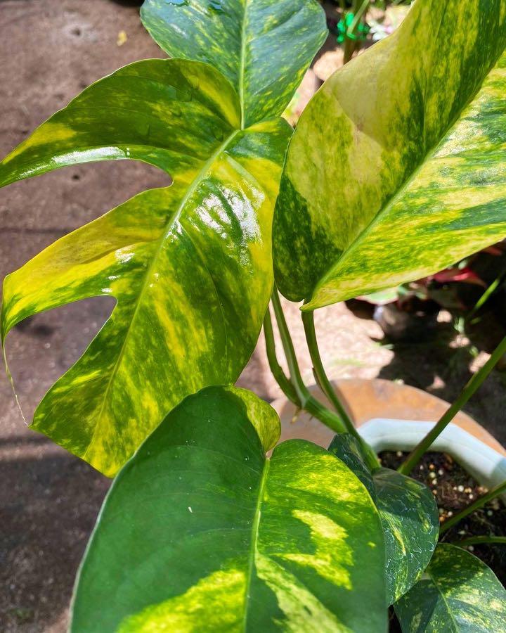 RESERVED) Epipremnum pinnatum 'Aurea' Code: AUR Php 100 *First to mine  gets the plant. *Delivery within or near Metro Manila only via…
