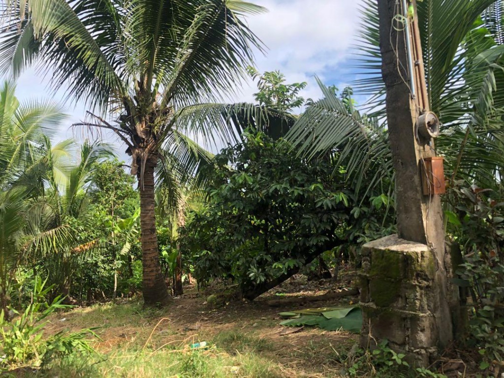 1000 sqm Farm Lot Silang Cavite near Nuvali and Tagaytay, Property, For Sale, Lot on Carousell