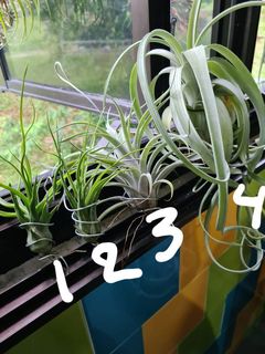 (Category: ) located in . Submitted by rigeena (Listing ID 1099633572, Image 1). Description: .