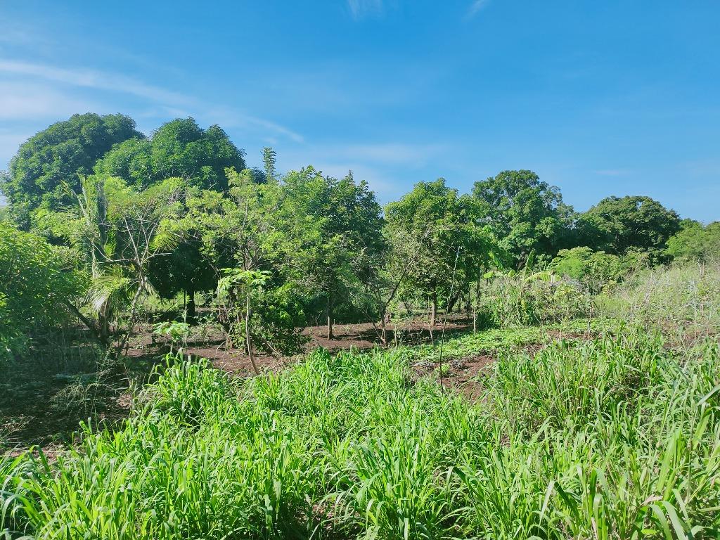 Farm Lot for Sale Tanay, Rizal, Property, For Sale, Lot on Carousell