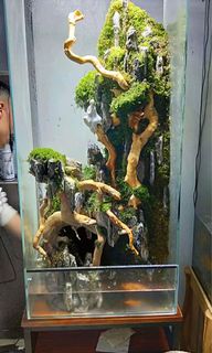 (Category: ) located in . Submitted by superaquarium (Listing ID 1099682762, Image 1). Description: .