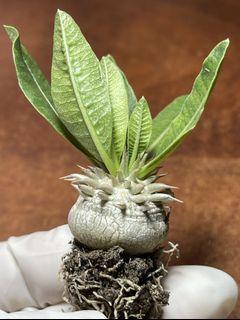 A. Pachypodium brevicaule 2.3cm