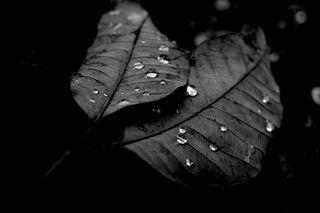 Dry leaves and Raindrops Art photo