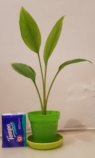 （分類：）位於 。 由 sarahlam42 提交（商品編號 1104334074，圖片 1）。簡介： 。