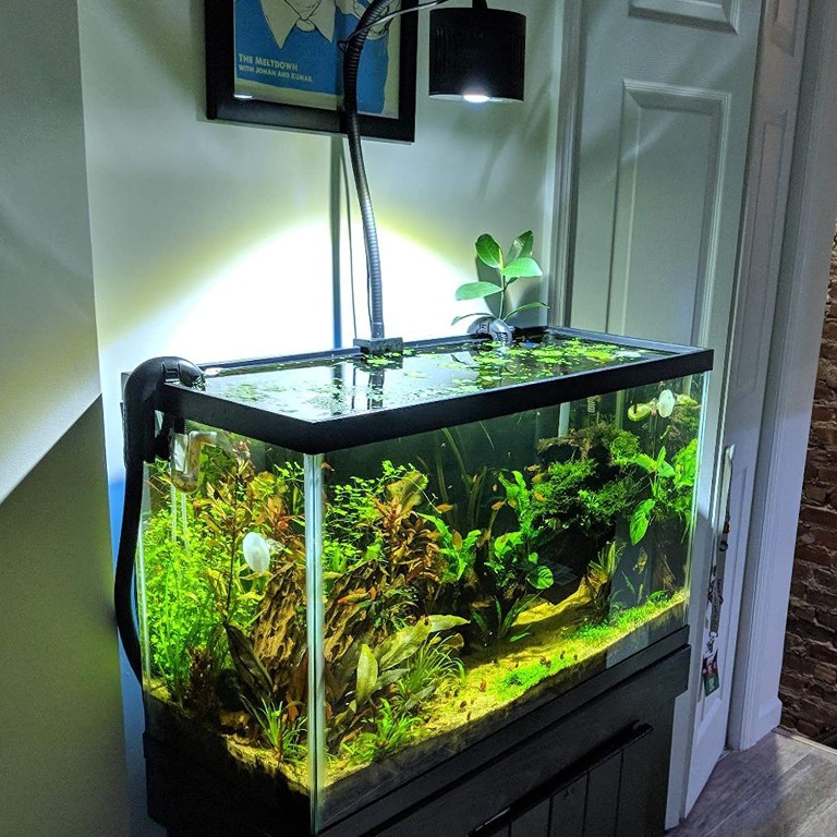 Asta 120 freshwater shop