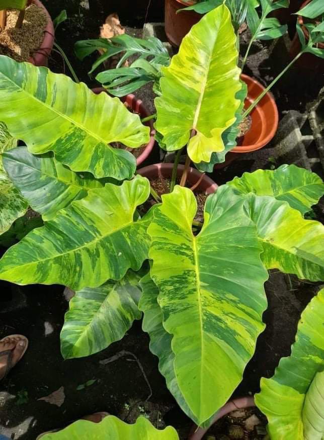 Philodendron Jungle Fever Variegated XL, Furniture & Home Living