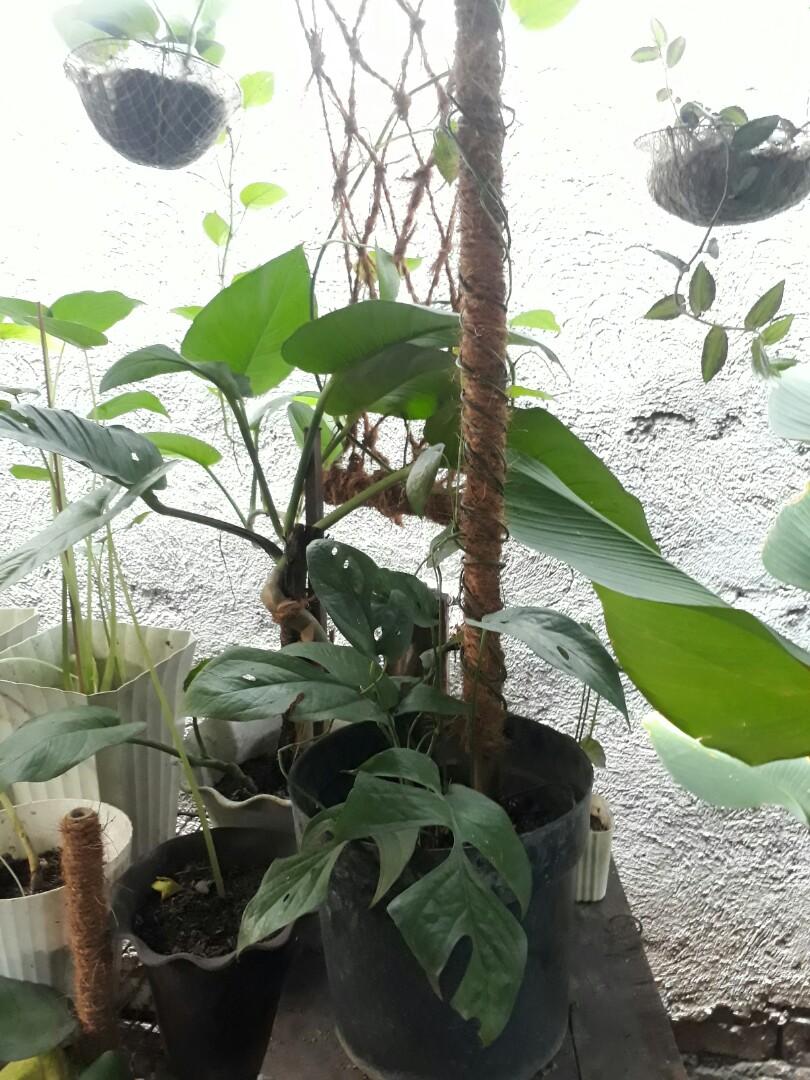 Trailing plants (Category: Plants & Seeds) located in Antipolo. Submitted by blueshopvintage (Listing ID 1104470479, Image 3). Description: trailing plants with pole 450-550 all stable & potted #blueshopgreens 💙💚.