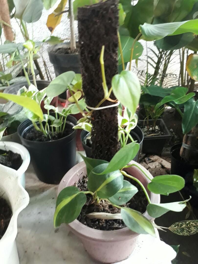 Trailing plants (Category: Plants & Seeds) located in Antipolo. Submitted by blueshopvintage (Listing ID 1104470479, Image 2). Description: trailing plants with pole 450-550 all stable & potted #blueshopgreens 💙💚.