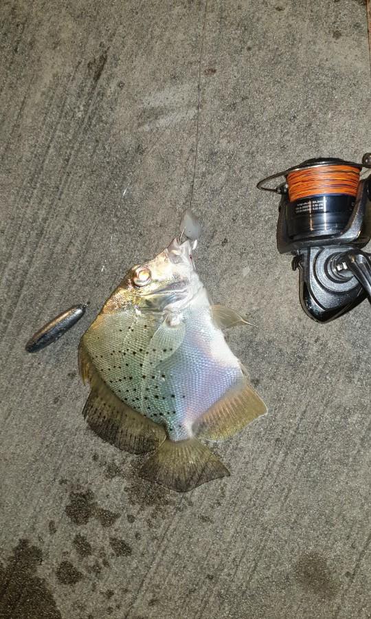 Fishing Apollo rig , Sports Equipment, Fishing on Carousell