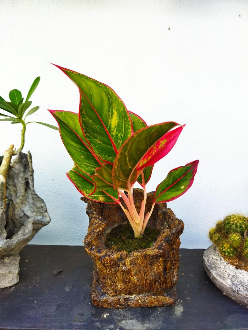 Decorative planter with real plant, Home u0026 Furniture, Gardening on 