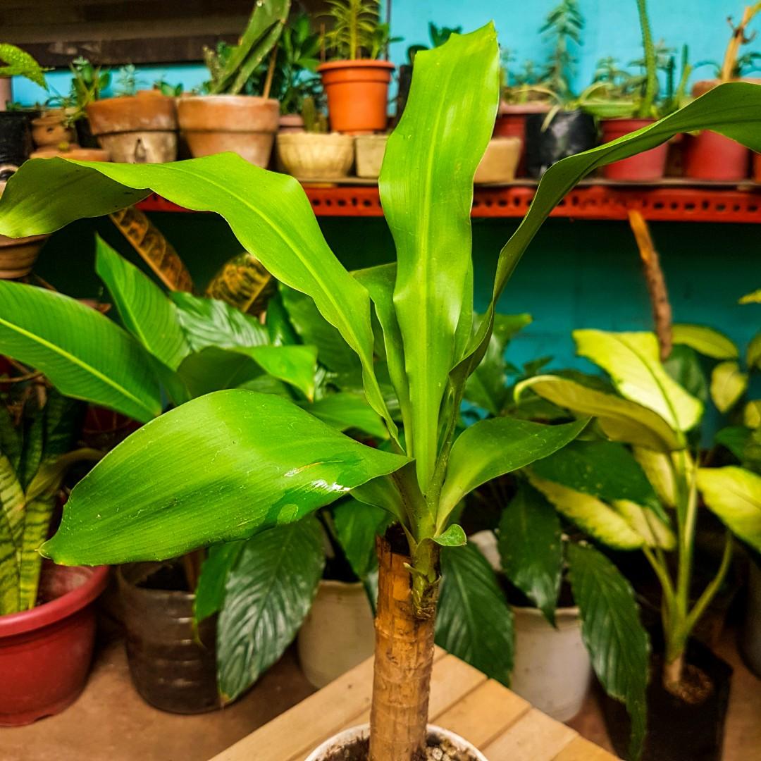 Fortune plant, Furniture & Home Living, Gardening, Plants & Seeds on