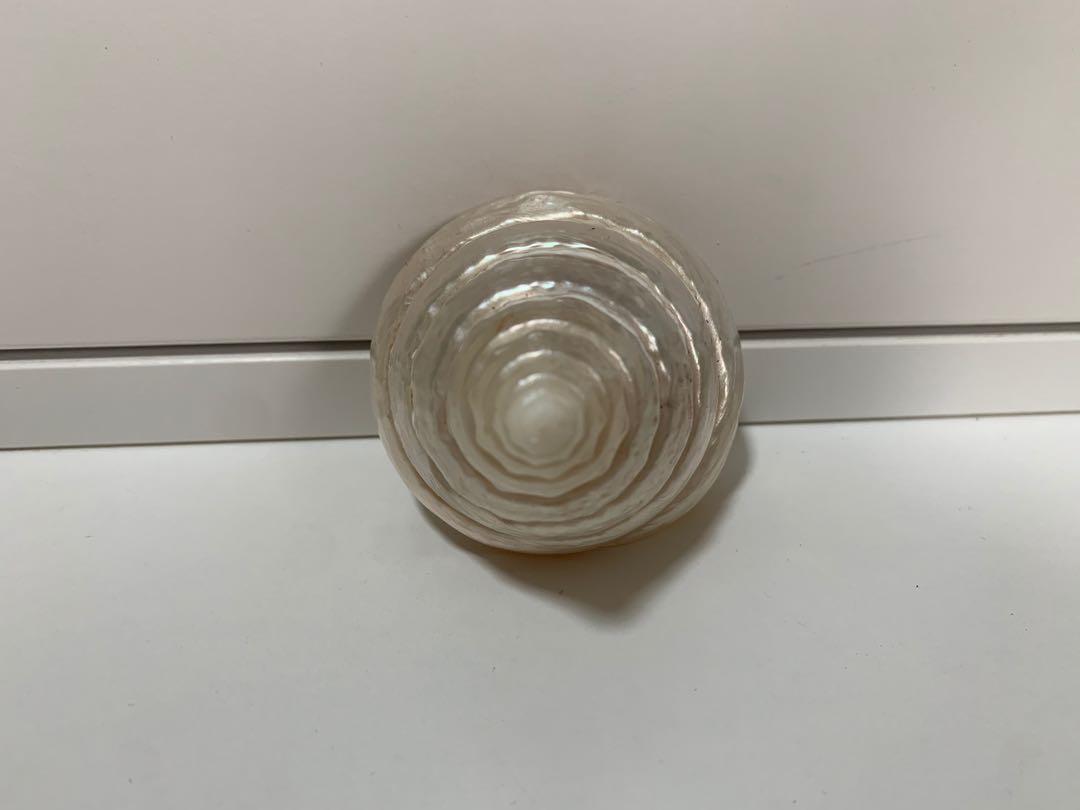 Seashell (Category: Other Home Decor) located in Singapore. Submitted by bumberbee1973 (Listing ID 1106234307, Image 3). Description: .