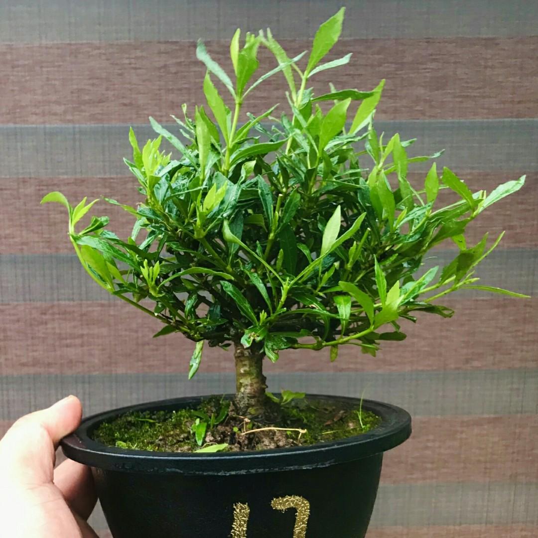 代訂日本喜黛譽梔子花17號喜代譽 傢俬 家居 家居裝飾 人工植物盆栽 Carousell