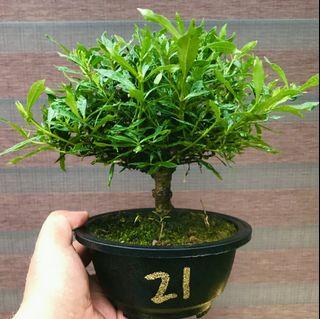 抵買 梔子花 人工植物盆栽 Carousell Hong Kong
