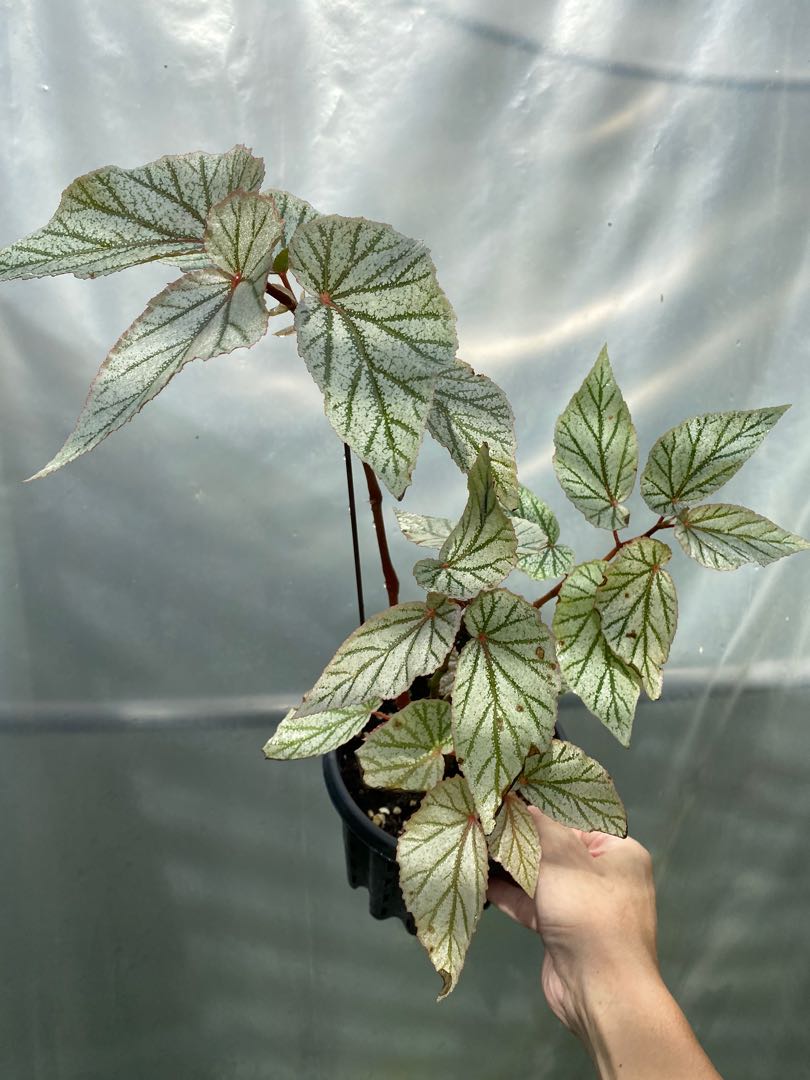 Begonia Don Miller Large Furniture Home Living Gardening Plants Seeds On Carousell