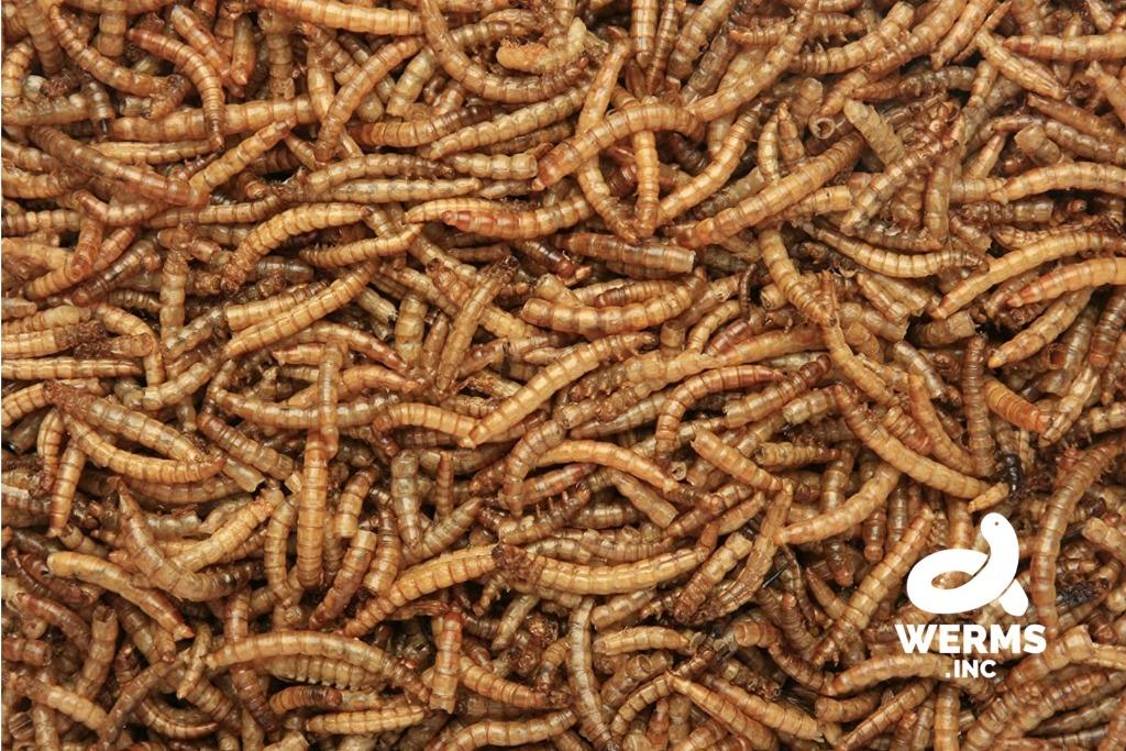 Calcium + Mealworms, Pet Supplies, Pet Food on Carousell