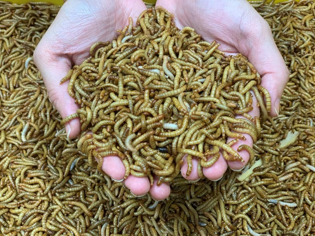 Live Mealworms , Pet Supplies, Pet Food on Carousell