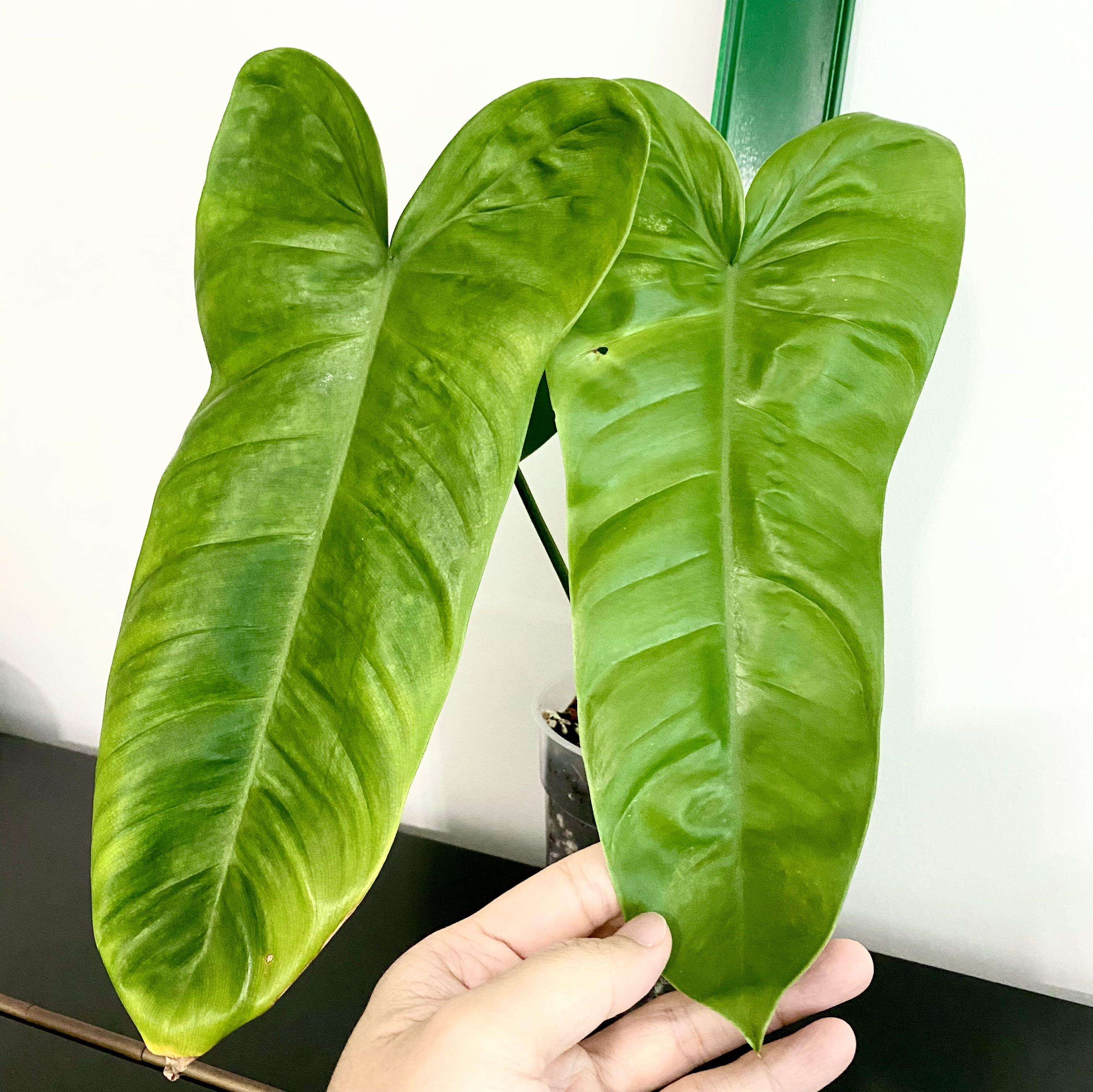 Philodendron Sharoniae Mosquera Furniture Home Living Gardening Plants Seeds On Carousell