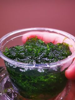 (Category: ) located in . Submitted by collectoraquatics (Listing ID 1106472274, Image 1). Description: .