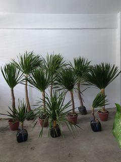Yucca Plant Single/Multi-Heads 3ft-8ft.