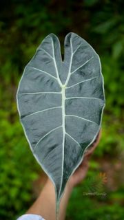 (Category: ) located in . Submitted by terraplants (Listing ID 1106619061, Image 1). Description: .