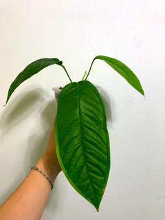 (Category: ) located in . Submitted by exotic_plants_hunter (Listing ID 1106784770, Image 1). Description: .