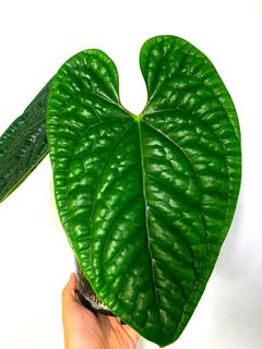 (Category: ) located in . Submitted by exotic_plants_hunter (Listing ID 1106774411, Image 1). Description: .