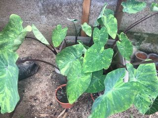 (Category: ) located in . Submitted by cage.plants.studio (Listing ID 1106740590, Image 1). Description: .