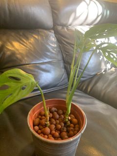 (Category: ) located in . Submitted by anne213 (Listing ID 1106676598, Image 1). Description: .
