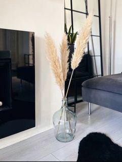PAMPAS ON SALE - Good Deal