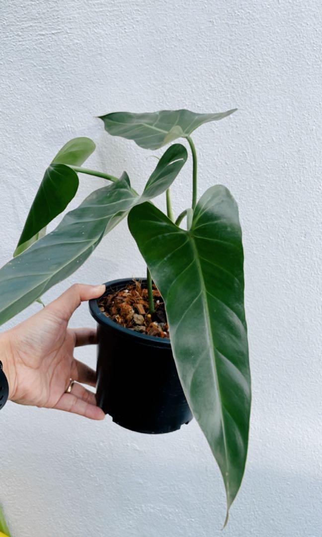 philodendron bipinna Philodendron bipennifolium aurea main image 0
