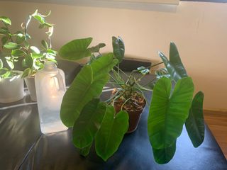 (Category: ) located in . Submitted by anne213 (Listing ID 1106674553, Image 1). Description: .
