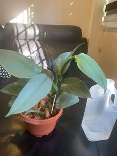 (Category: ) located in . Submitted by anne213 (Listing ID 1106670478, Image 1). Description: .